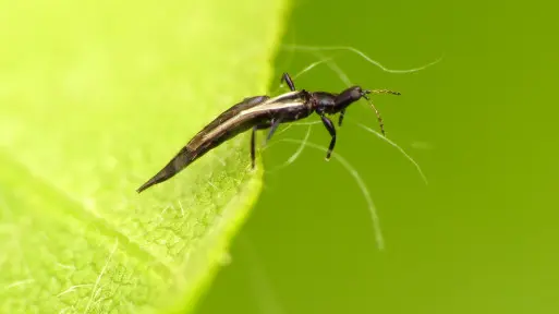 Wciornastki | Jak je rozpoznać? Jakie powodują objawy? Jak się ich pozbyć?