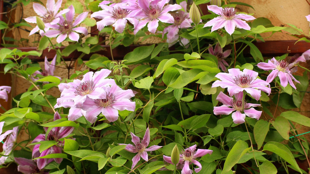 clematis