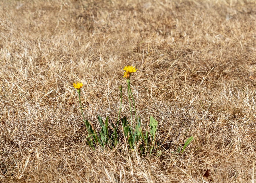 błędy w pielęgnacji trawnika fot. Myriam Zilles - Pixabay
