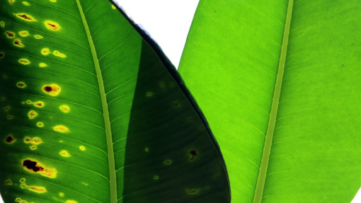 Zapobiegaj chorobom grzybowym roślin. Co oprócz oprysków?