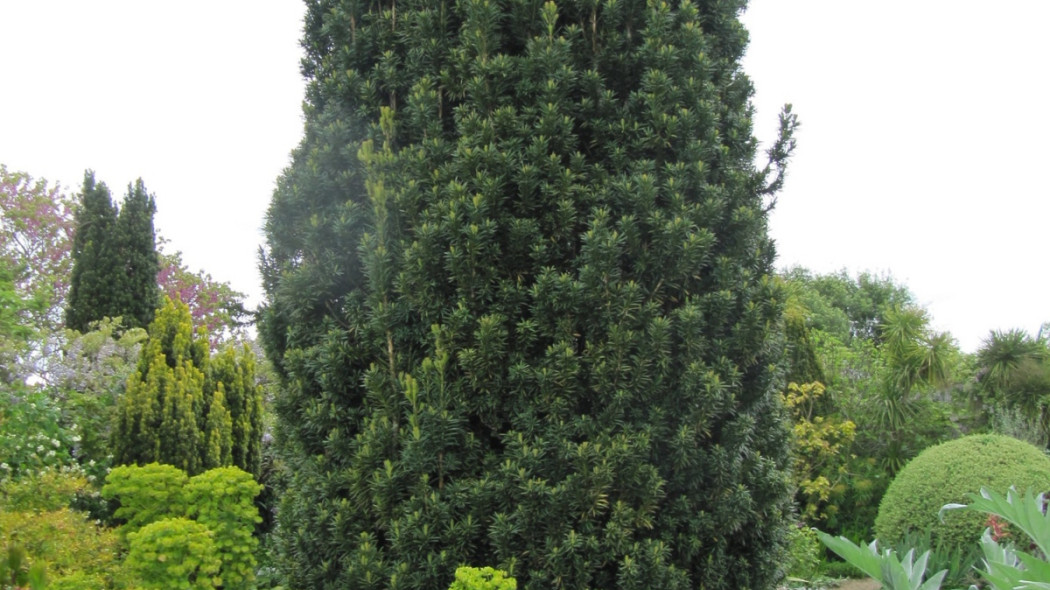 taxus baccata w ogrodzie, wallygrom/flickr