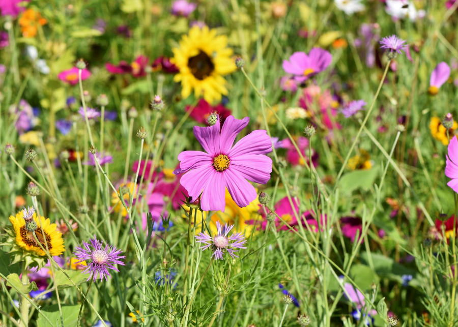 łąka kwiatowa fot. Capri23auto - Pixabay