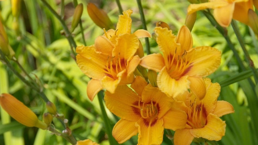 Liliowiec ogrodowy