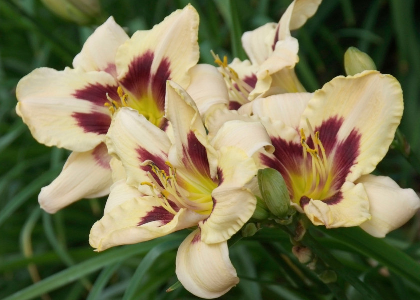 Liliowiec ogrodowy 'Barbara Mitchell' Liliowiec ogrodowy 'Barbara Mitchell'
