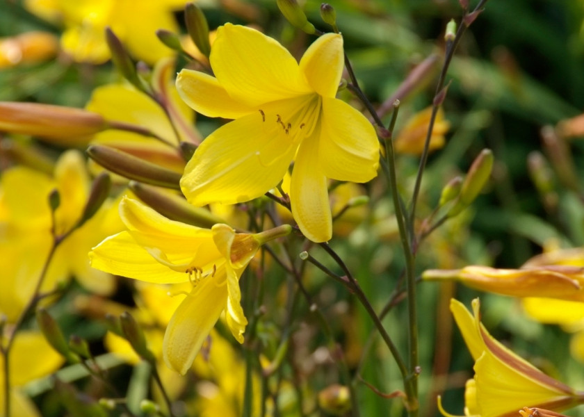 Liliowiec ogrodowy 'Corky' Liliowiec ogrodowy 'Corky'