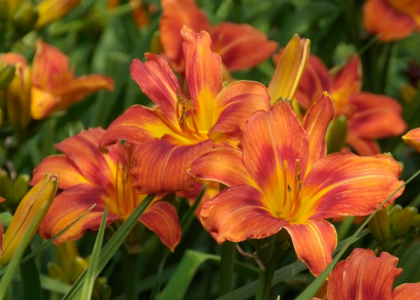 Liliowiec ogrodowy 'Holiday Delight' Liliowiec ogrodowy 'Holiday Delight'