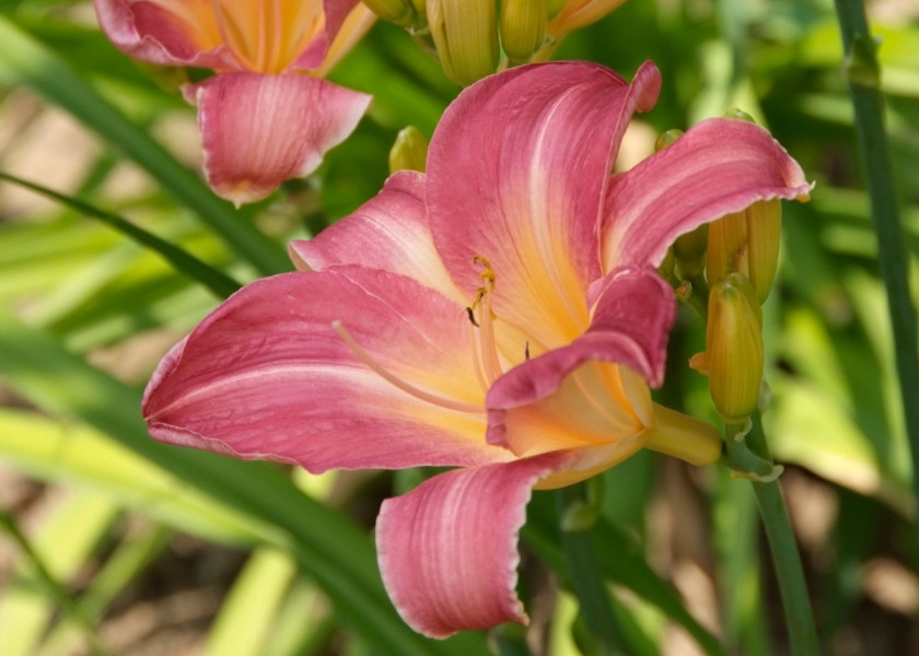 Liliowiec ogrodowy 'My Bell' Liliowiec ogrodowy 'My Bell'