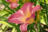 Liliowiec ogrodowy 'My Bell'