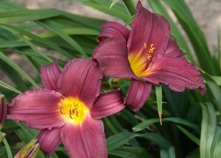 Liliowiec ogrodowy 'Scarlet Orbit' Liliowiec ogrodowy 'Scarlet Orbit'