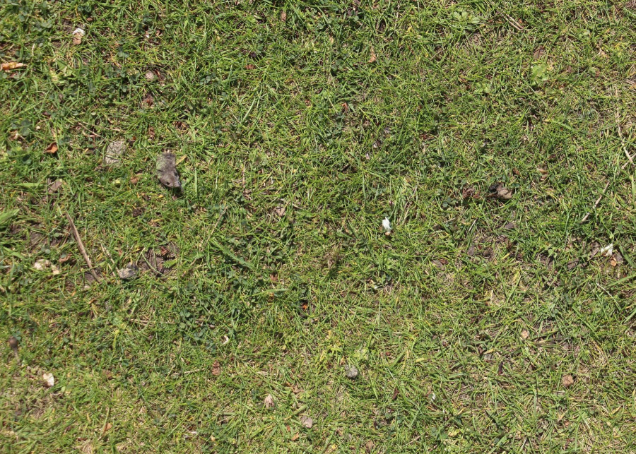 trawnik wymagający wapnowania fot. Jill_J_Jenkins - Pixabay