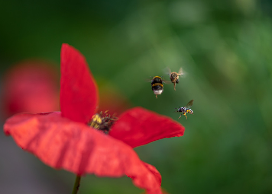 dzikie pszczoły w ogrodzie fot. Andreas Göllner - Pixabay
