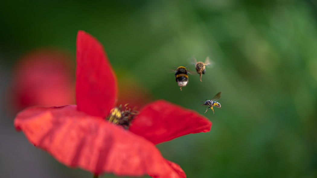 dzikie pszczoły w ogrodzie fot. Andreas Göllner - Pixabay