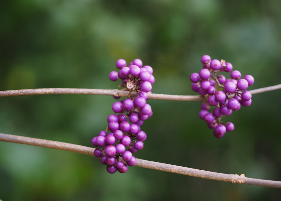 pięknotka - krzew o fioletowych owocach fot. Hans Braxmeier - Pixabay