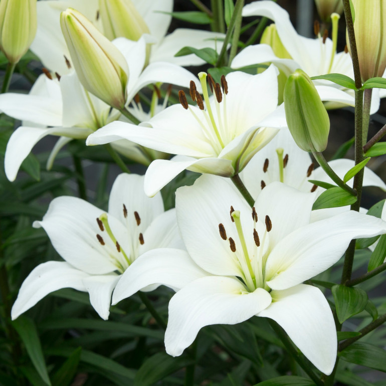 Lilia (Lilium) - wygląd, wymagania, warunki, odmiany, sklep | Zielony