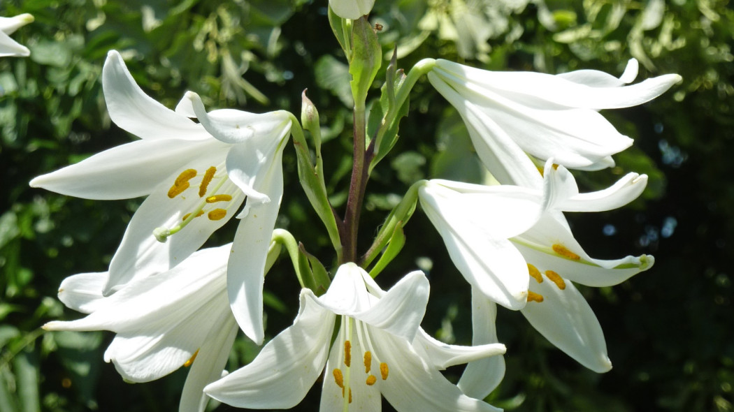 Lilium candidum 'Madonna lily'/ - Magnus Manske/CC BY-SA 3.0/Link