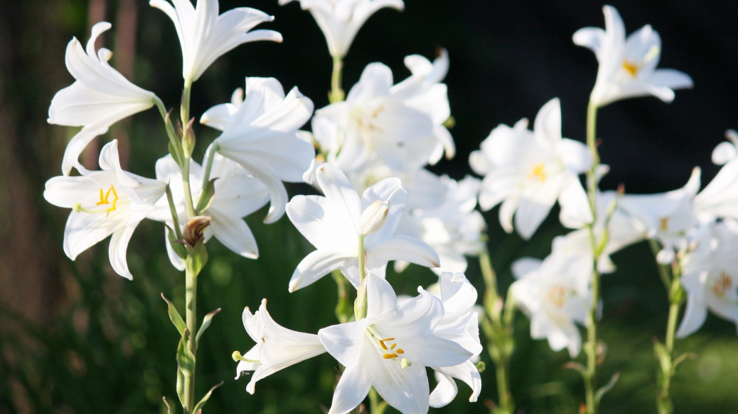 Lilium candidum - blumenbiene/CC BY 2.0