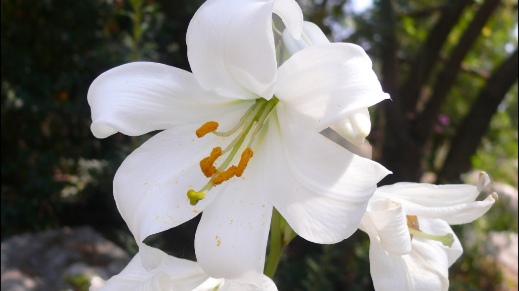 lilia biała - "Lilium candidum שושן צחור (Wiki)"/Zachi Evenor/CC BY 2.0