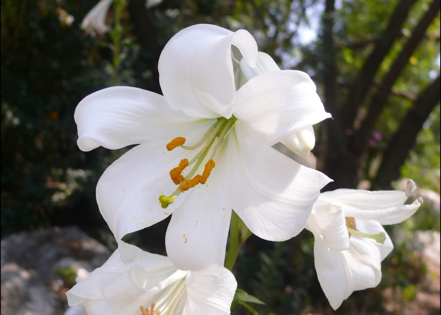 lilia biała - "Lilium candidum שושן צחור (Wiki)"/Zachi Evenor/CC BY 2.0