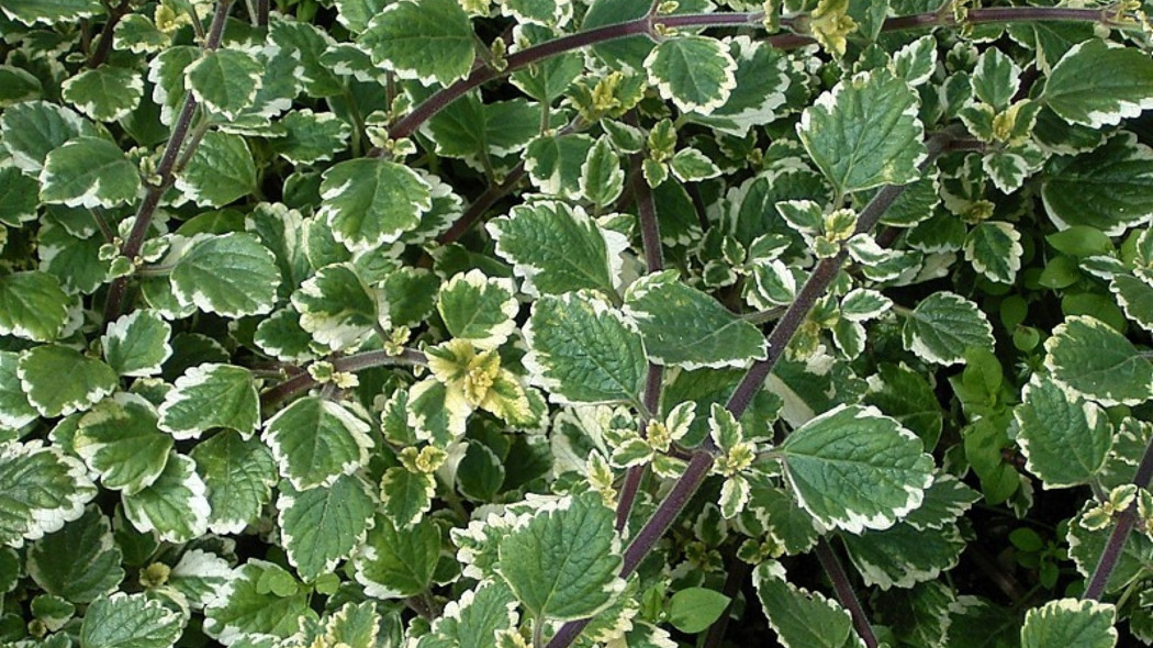 Plectranthus forsteri - Frank Vincentz/CC BY-SA 3.0, Wikimedia Commons