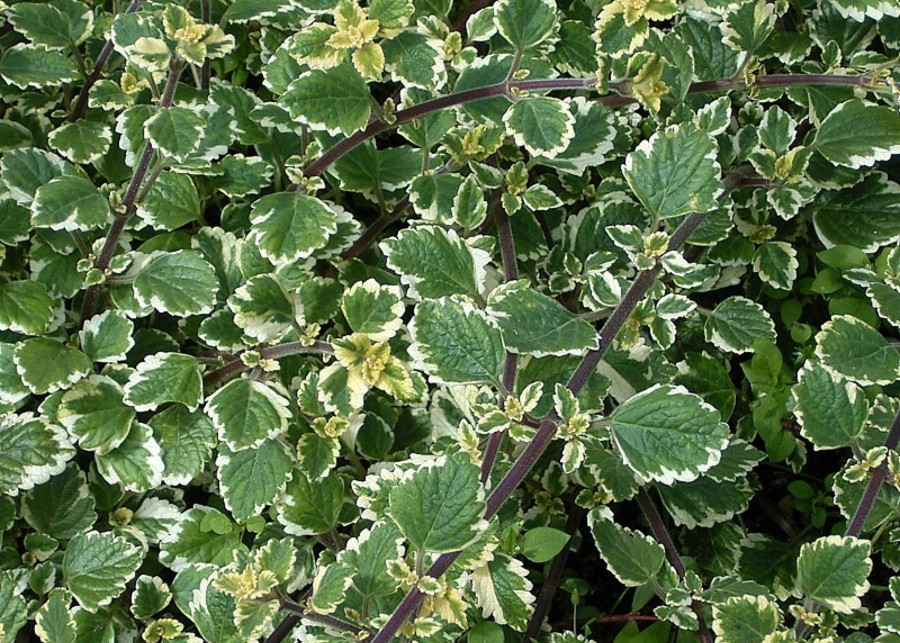 Plectranthus forsteri - Frank Vincentz/CC BY-SA 3.0, Wikimedia Commons