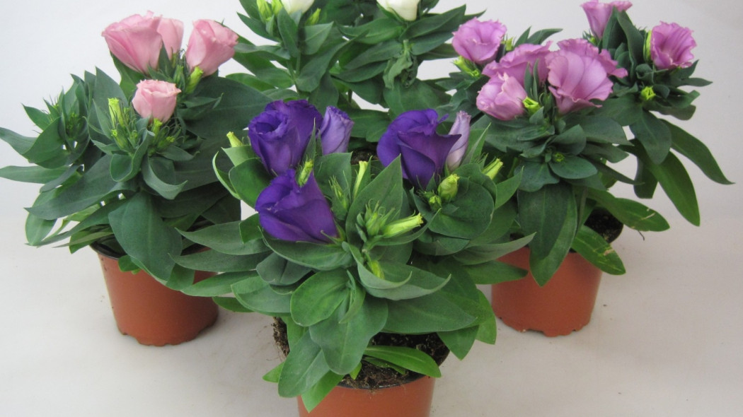 Eustoma grandiflorum mix - floraccess.com