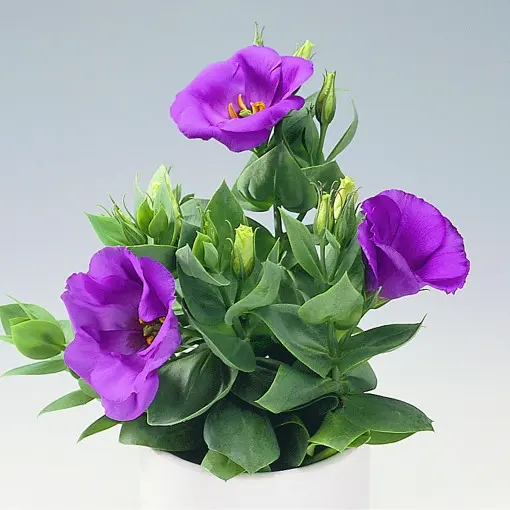 Eustoma wielkokwiatowa