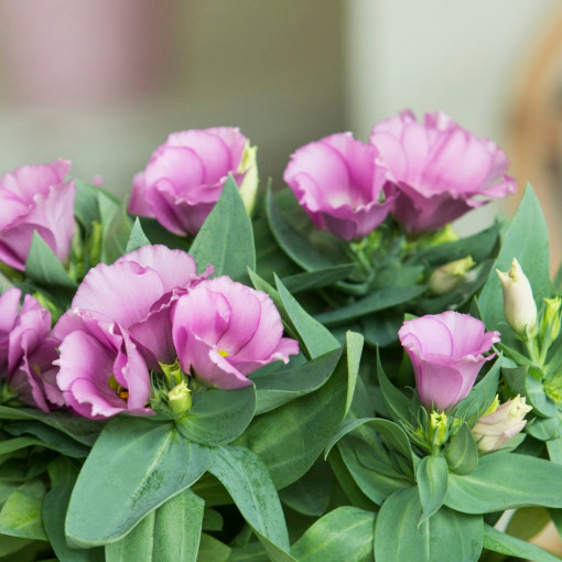 Eustoma wielkokwiatowa