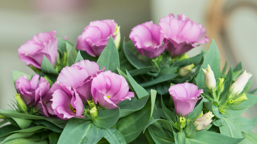 eustoma grandiflorum różowe kwiaty - floradania.dk