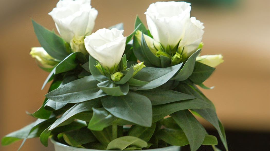 Eustoma grandiflorum biała - floradania.dk