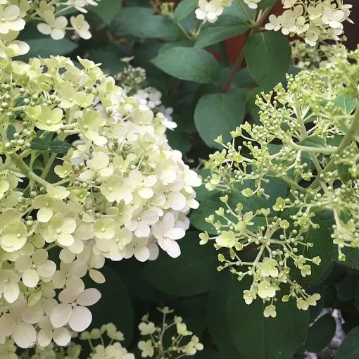 Hortensja bukietowa 'Bobo'