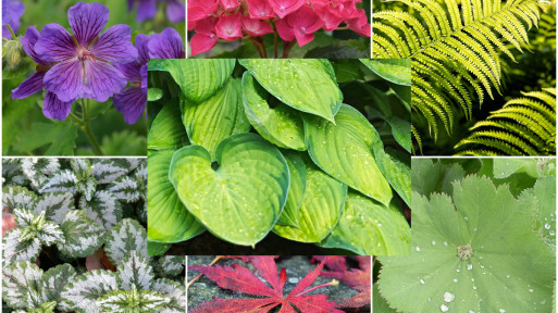 Co posadzić obok funkii? | Lista roślin