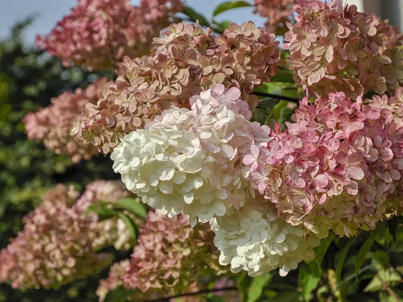 Kwiatostany hortensji bukietowej przebarwiające się na różowo latem