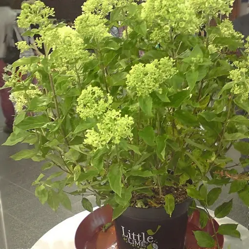 Hortensja bukietowa LITTLE LIME