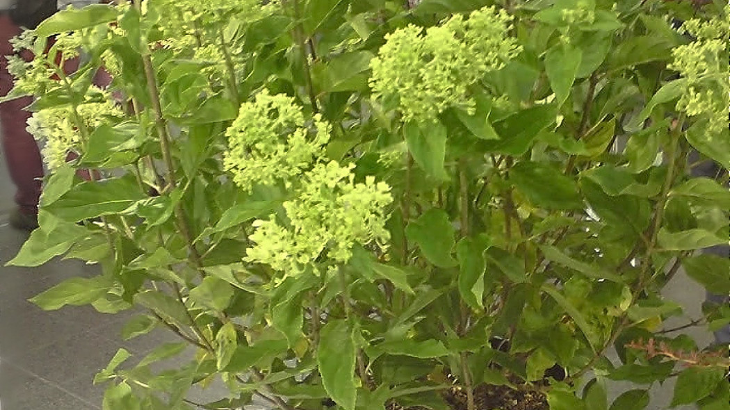 Hortensja bukietowa Little Lime 'Jane' (fot. Ewa Jankowska)