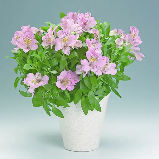 Alstromeria / Alstremeria