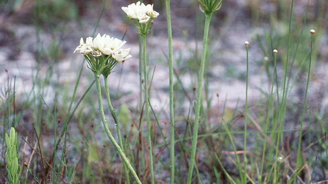 kwitnąca muchołówka - NC Orchid CC BY 2.0 Wikimedia Commons