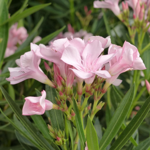 Oleander pospolity