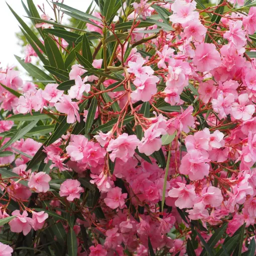 Oleander pospolity