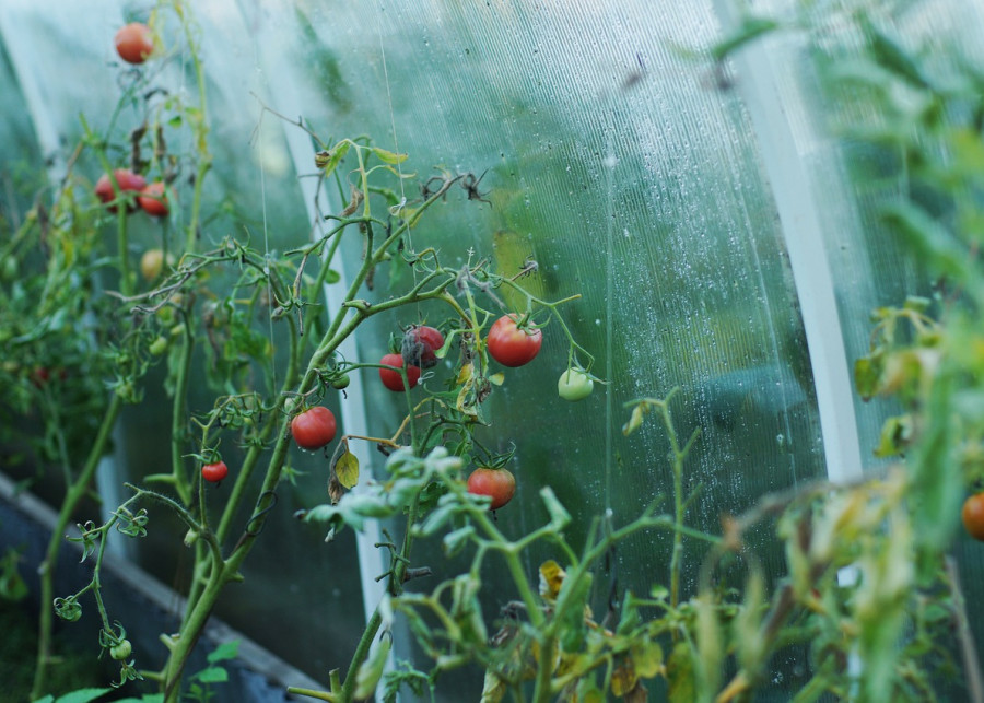 pomidory w szklarni fot. nonstopsmile - Pixabay