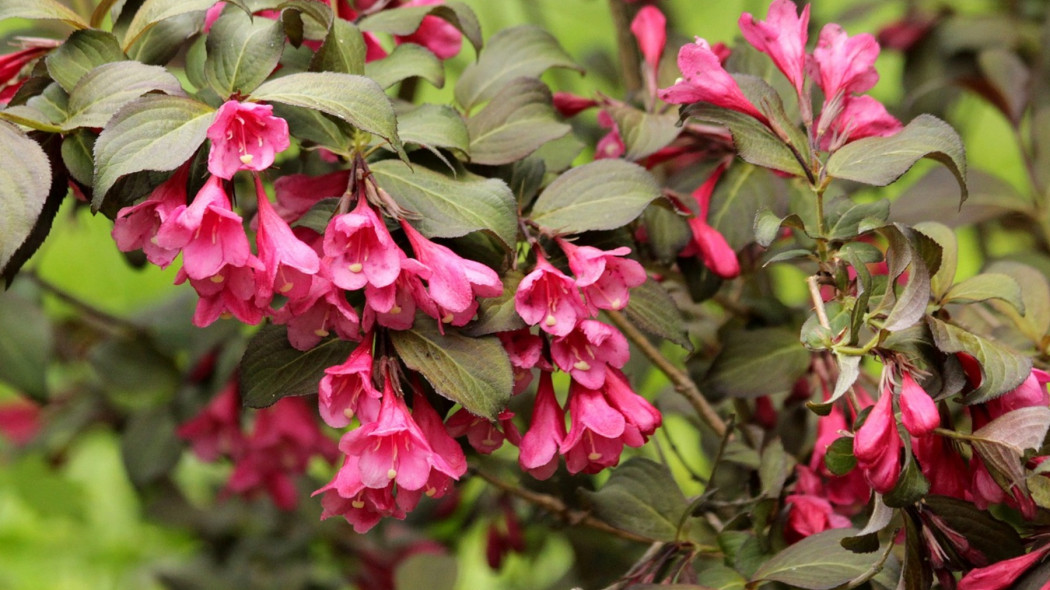 weigela florida kwiaty - zoosnow Pixabay