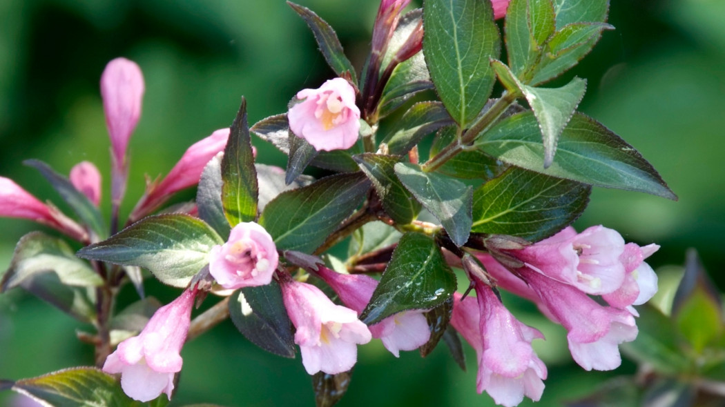 Weigela florida Foliis Purpureis - iverde