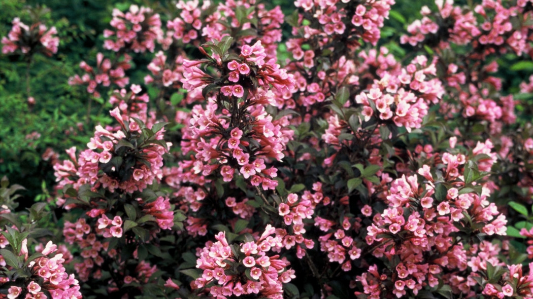 Weigela florida Foliis Purpureis - iverde (2)