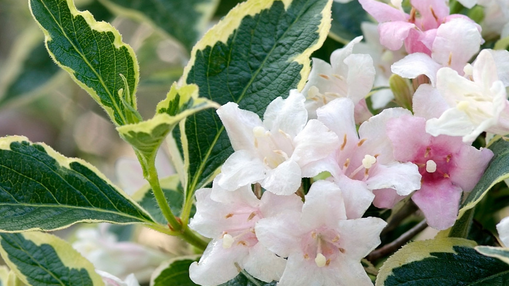 Weigela florida Variegata - iverde