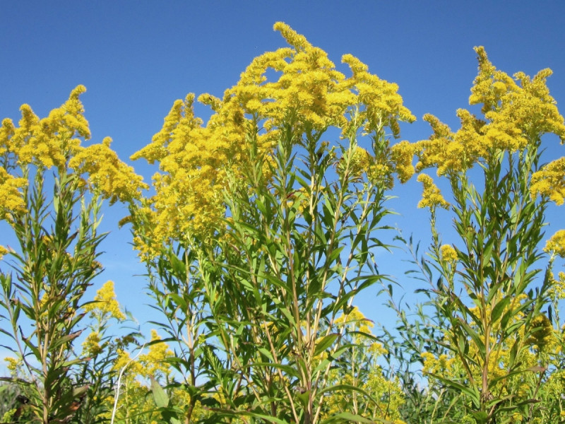 Nawłoć kanadyjska (Solidago canadensis)