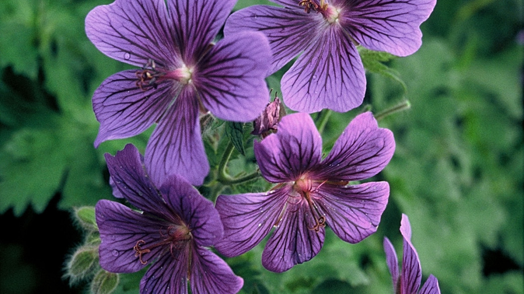 Geranium x magnificum - iverde