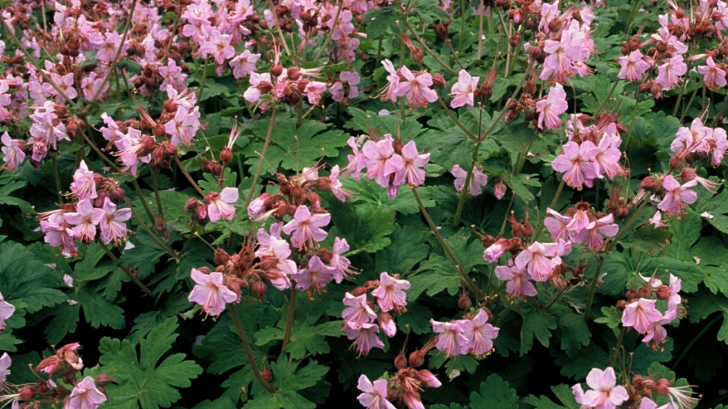 Geranium macrorrhizum Ingwersen's Variety - iverde