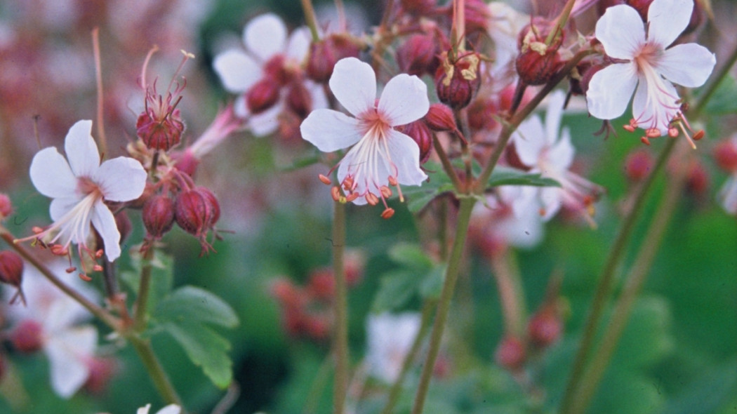 Geranium macrorrhizum Spessart - iverde