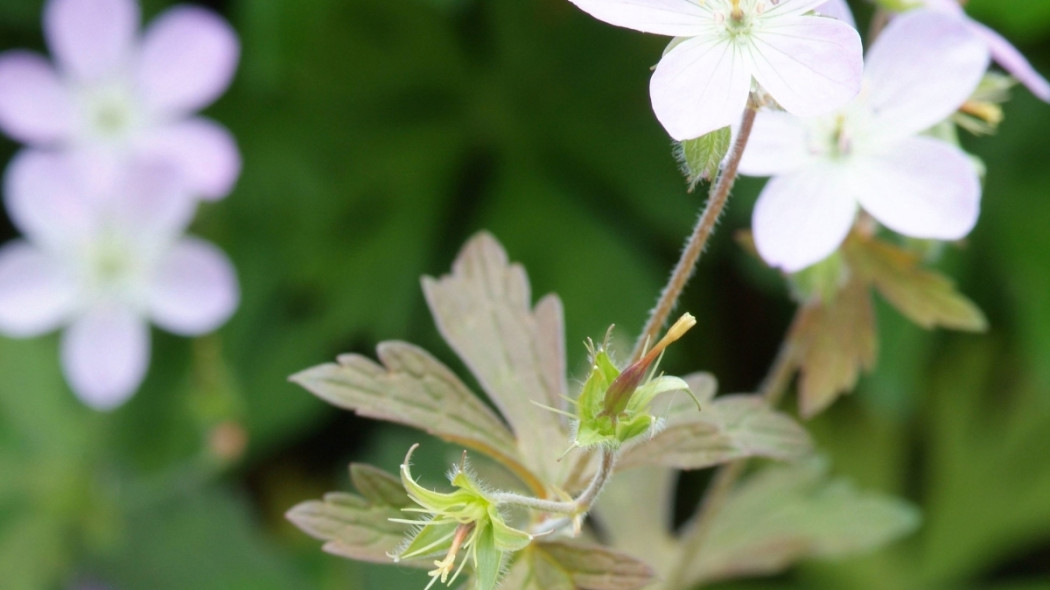 Geranium maculatum Expresso - iverde