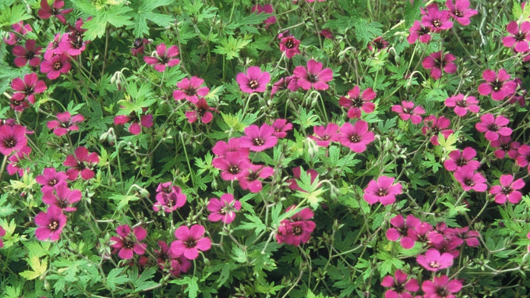 Geranium Ann Folkard - iverde