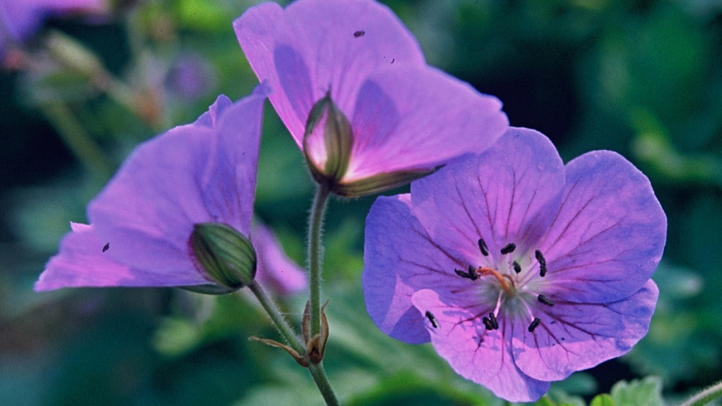 Geranium himalayense - iverde